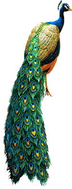 bird2