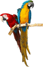 bird5