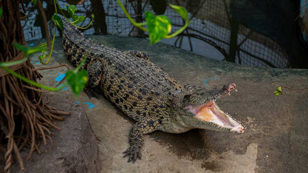 باغ مشهد، پارک کروکودیل